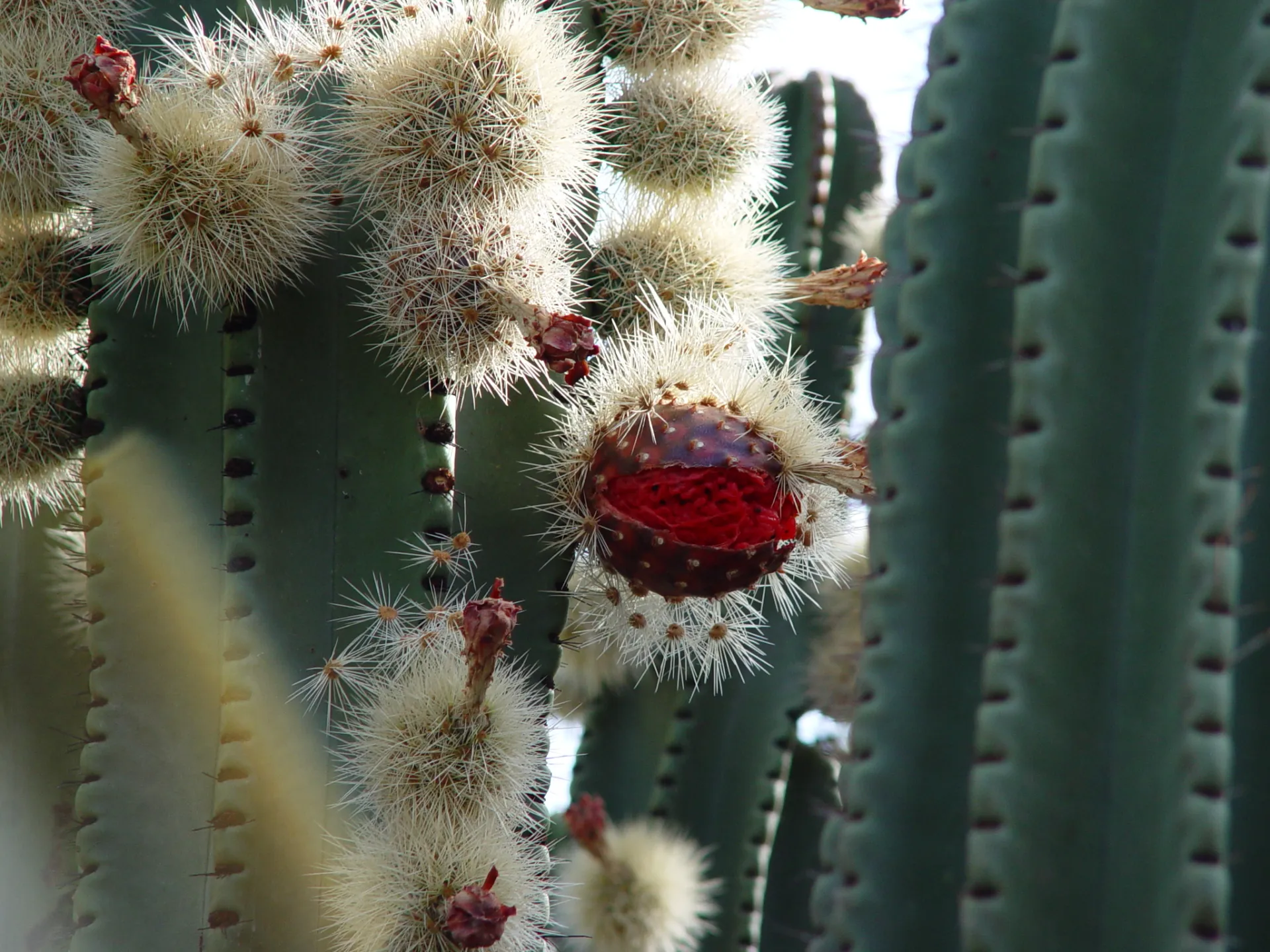 Imagen de Los Guajes